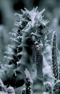 Seahorse - pește minunat, cu un cap de cal (cal) Seahorse - pește minunat cu cap de cal
