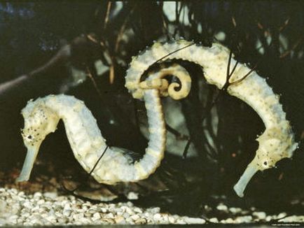 Seahorse - pește minunat, cu un cap de cal (cal) Seahorse - pește minunat cu cap de cal