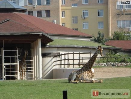 Moscova Zoo, București - „traseu Moscova Zoo, preturi, animale (preturi) Moscova Zoo, București - „Moscova Zoo direcții, prețuri, animale