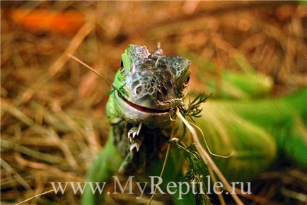 reptilă mea (care poate ciupi) reptilă mea