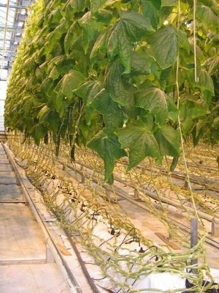 Pot să taie castraveți din frunzele inferioare (castraveți) Pot să taie frunzele mai mici de castravete