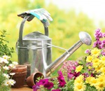 Usturoiul poate fi cultivate într-o seră (sere și sere) Usturoiul poate fi cultivate în seră