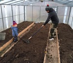Usturoiul poate fi cultivate în seră (seră) Usturoiul poate fi cultivate în seră