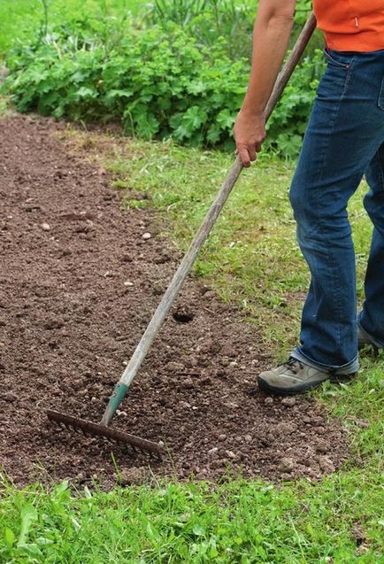 Va pune o poiană, gazon sau amestecuri de flori pentru gradina (gazon) Va pune o poiană, gazon sau amestecuri de flori pentru gradina