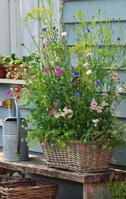 Va pune o poiană, gazon sau amestecuri de flori pentru gradina (gazon) Va pune o poiană, gazon sau amestecuri de flori pentru gradina