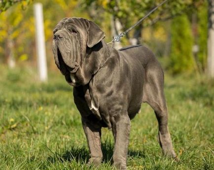 fotografii Mastiff, descriere rasa, caracter (Napoli) Mastiff fotografii, descriere rasa, caracter