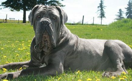 fotografii Mastiff, descriere rasa, caracter (mastiff) Mastiff fotografii, descriere rasa, caracter