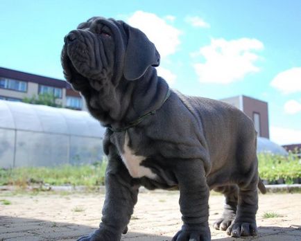 fotografii Mastiff, descriere rasa, caracter (Napoli) Mastiff fotografii, descriere rasa, caracter