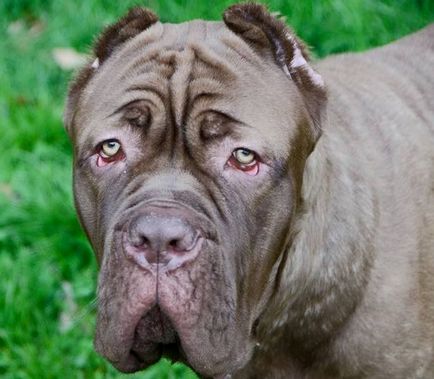 fotografii Mastiff, descriere rasa, natura (au nevoie de o mână de echilibru) Mastiff fotografii, descriere rasa, caracter