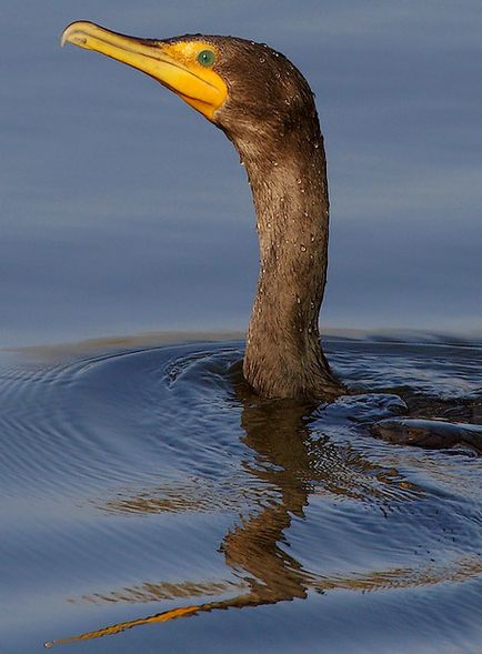 Câteva lucruri despre cormorani