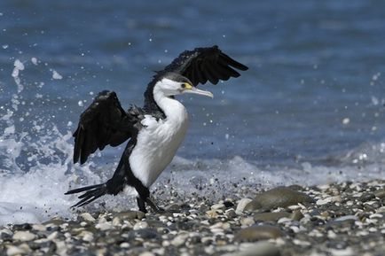 Câteva lucruri despre cormorani