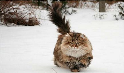 Норвежката горска котка снимка, описание порода, характер, видео, цена -  murkote за котки и котки