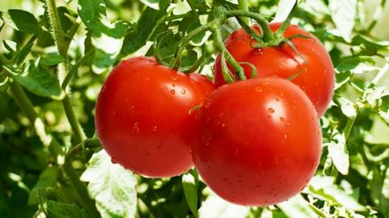 amestec de tomate Prelucrarea Bordeaux (sulfat de cupru apă nestins) amestec de tomate Prelucrarea Bordeaux