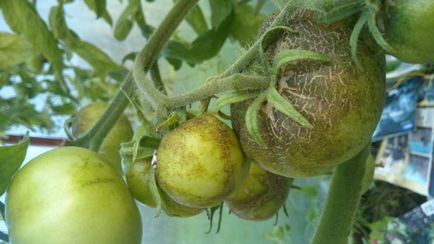 amestec de tomate Prelucrarea Bordeaux (sulfat de cupru apă nestins) amestec de tomate Prelucrarea Bordeaux