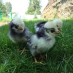 Revizuirea pui de rasa olandeze alb-încoronate sunt dotate cu fotografii și video (Dutch) Revizuirea pui de rasa olandeze alb-încoronate sunt dotate cu fotografii și video
