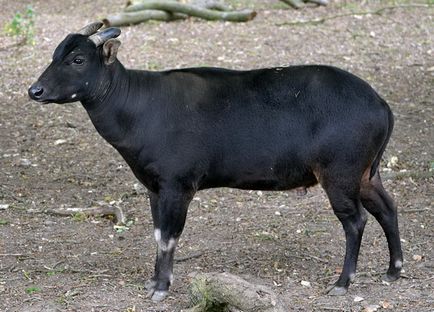 Prezentare generală subspecie de bivol pitic Lilliputians și descrierea lor cu o fotografie (fotografii) Prezentare generală pitice subspecii de bivol piticii, descrieri cu fotografii