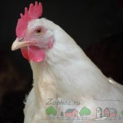 pui rasa Minorca Prezentare generală caracterizare completă și descrierea cu fotografii (foto) pui rasa Minorca Prezentare generală caracterizare completă și descrierea cu fotografii