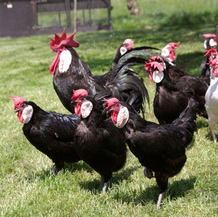 pui rasa Minorca Prezentare generală caracterizare completă și descrierea cu fotografii (descriere) pui rasa Minorca Prezentare generală caracterizare completă și descrierea cu fotografii
