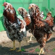 pui de rasa Prezentare generală Minorca caracterizare și descriere cu fotografii (caracteristică) completă pui rasa Minorca Prezentare generală caracterizare completă și descrierea cu fotografii