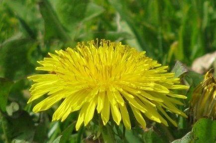 rețete Păpădie pentru măști de păr așa cum este utilizat in casa (masca) rețete Dandelion pentru păr, măști, cum să se aplice de la domiciliu