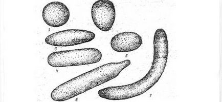 Castravetele ca cultură (neted tuberculate krupnobugorchataya) Castravetele ca o cultură