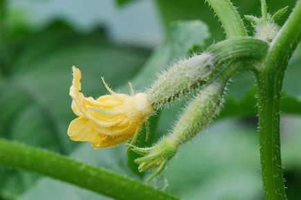Castraveți în creștere subtilitate de la cultivatori cu experiență (Foto: Elena arhiva personală) Castraveți în creștere subtilitate de la cultivatori cu experiență