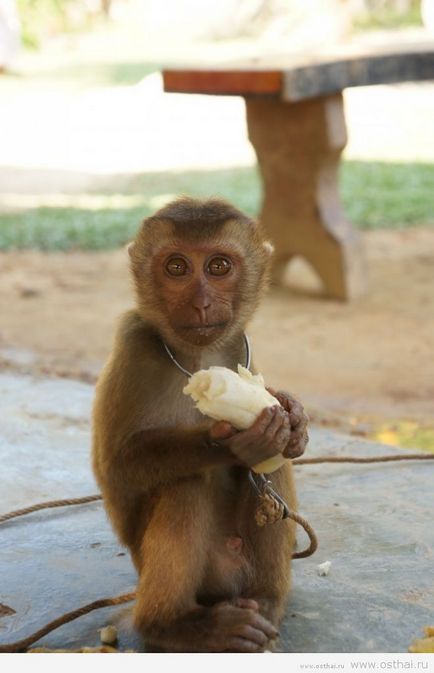 Pericolele din Thailanda (un turist cu privire la o notă) Pericolele din Thailanda
