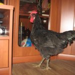 Descriere pui rasa Australorp cu fotografii Reprezentanților și Opinii proprietar (rocă) Descriere pui rasa Australorp cu fotografii Reprezentanților și Opinii Proprietar