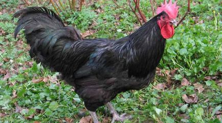 pui Descriere rasa Australorp cu fotografii și recenzii ale proprietarilor Reprezentanților (foto) Descriere pui rasa Australorp cu fotografii Reprezentanților și Opinii Proprietar