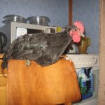 Descriere pui rasa Australorp cu fotografii Reprezentanților și Opinii proprietar (rocă) Descriere pui rasa Australorp cu fotografii Reprezentanților și Opinii Proprietar