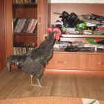 pui Descriere rasa Australorp cu fotografii și recenzii ale proprietarilor Reprezentanților (foto) Descriere pui rasa Australorp cu fotografii Reprezentanților și Opinii Proprietar
