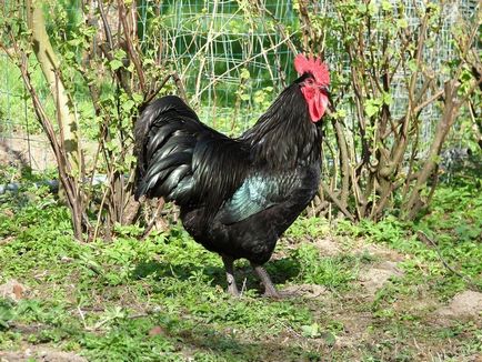 Descriere pui rasa Australorp cu fotografii Reprezentanților și Opinii proprietar (rocă) Descriere pui rasa Australorp cu fotografii Reprezentanților și Opinii Proprietar