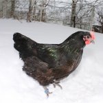 pui Descriere rasa Australorp cu fotografii și recenzii ale proprietarilor Reprezentanților (foto) Descriere pui rasa Australorp cu fotografii Reprezentanților și Opinii Proprietar