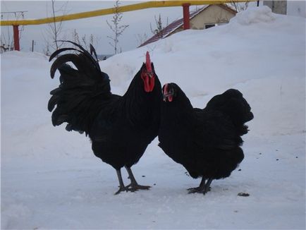 pui Descriere rasa Australorp cu fotografii Reprezentanților și Opinii proprietar (Australorp) Descriere pui rasa Australorp cu fotografii Reprezentanților și Opinii Proprietar