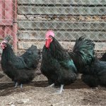 Descriere pui rasa Australorp cu fotografii Reprezentanților și Opinii proprietar (rocă) Descriere pui rasa Australorp cu fotografii Reprezentanților și Opinii Proprietar