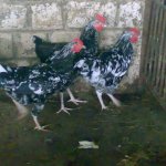 pui Descriere rasa Australorp cu fotografii și recenzii ale proprietarilor Reprezentanților (foto) Descriere pui rasa Australorp cu fotografii Reprezentanților și Opinii Proprietar