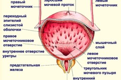 Senzație de o vezică urinară (complet) Senzația de o vezică urinară