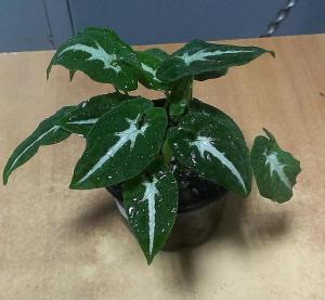 Caracteristici de îngrijire și de reproducție Syngonium nepretențioasă la domiciliu de către profesioniști (de îngrijire la domiciliu Syngonium) Caracteristici de îngrijire și de reproducție Syngonium nepretențioasă acasă de la profesioniști