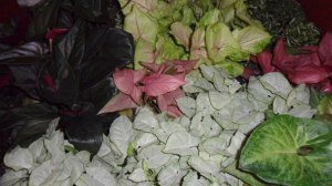 Caracteristici de îngrijire și creștere Syngonium nepretențioasă la domiciliu de către profesioniști (în special) Caracteristici de îngrijire și de reproducție Syngonium nepretențioasă acasă de la profesioniști