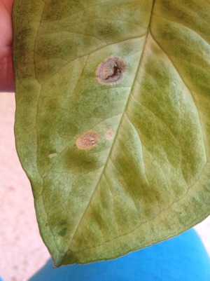 Caracteristici de îngrijire și creștere Syngonium nepretențioasă la domiciliu de către profesioniști (Syngonium îngălbenirea frunzelor) Caracteristici de îngrijire și de reproducție Syngonium nepretențioasă acasă de la profesioniști