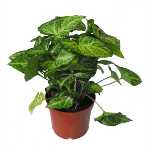 Caracteristici de îngrijire și creștere Syngonium nepretențioasă la domiciliu de către profesioniști (boala sinonim) Caracteristici de îngrijire și de reproducție Syngonium nepretențioasă acasă de la profesioniști