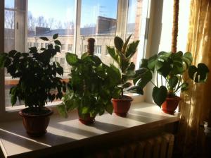 Caracteristici de îngrijire și creștere Syngonium nepretențioasă la domiciliu de către profesioniști (în special) Caracteristici de îngrijire și de reproducție Syngonium nepretențioasă acasă de la profesioniști