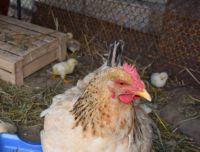 Caracteristici ale broiler de creștere la domiciliu în celulele (de cultivare) Caracteristici ale broiler de creștere de la domiciliu în celulele