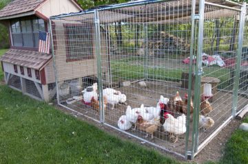 Caracteristici ale broiler de creștere la domiciliu în celulele (în creștere pui de carne cuști de origine hrănire aranjament de ventilație de iluminat) Caracteristici ale broiler de creștere de la domiciliu în celulele