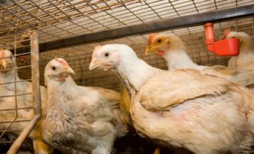 Caracteristici ale broiler de creștere la domiciliu în celulele (în creștere pui de carne cuști de origine hrănire aranjament de ventilație de iluminat) Caracteristici ale broiler de creștere de la domiciliu în celulele