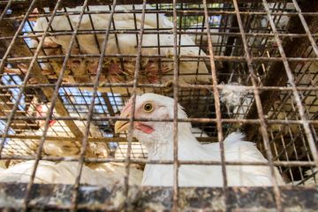 Caracteristici ale broiler de creștere la domiciliu în celulele (în creștere pui de carne cuști de origine hrănire aranjament de ventilație de iluminat) Caracteristici ale broiler de creștere de la domiciliu în celulele