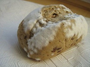 intoxicatii Mold, simptome și tratament, prevenirea otravire (intoxicare) intoxicatii mucegai, simptome și tratament de prevenire otravire