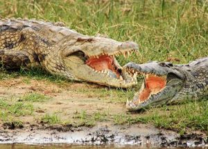 Lacul Victoria, Victoria Nyanza, ukereve