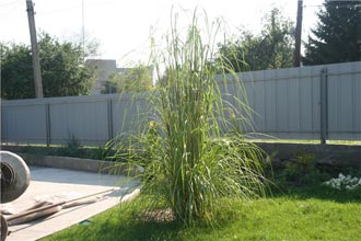 plantare Pampas iarbă și de îngrijire, propagarea semințelor cortaderia (îngrijire) Pampas de plantare iarbă și de îngrijire, propagarea semințelor cortaderia