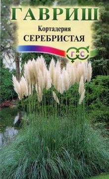 plantare Pampas iarbă și de îngrijire, propagarea semințelor cortaderia (reproducere) Pampas de plantare iarbă și de îngrijire, propagarea semințelor cortaderia